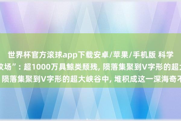 世界杯官方滚球app下载安卓/苹果/手机版 科学家揭秘最深鲸类“大坟场”: 超1000万具鲸类颓残， 陨落集聚到V字形的超大峡谷中， 堆积成这一深海奇不雅
